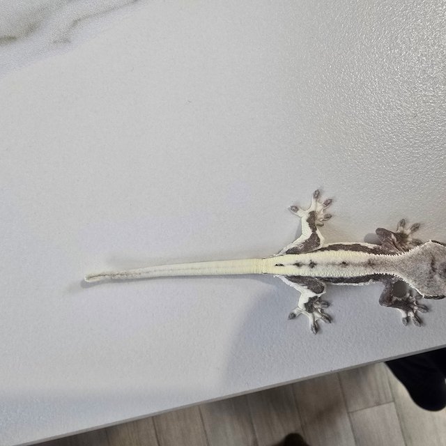 아잔틱 릴잔틱 세이블