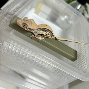 릴리100%헷아잔틱