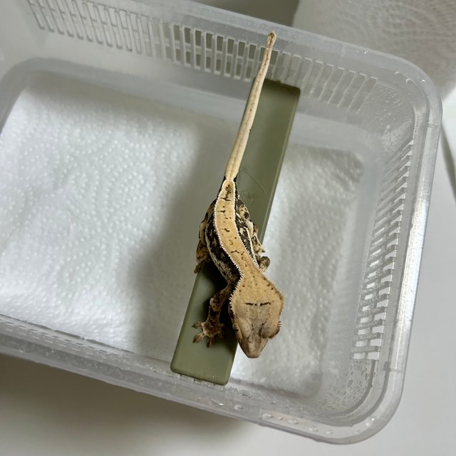 릴리100%헷아잔틱