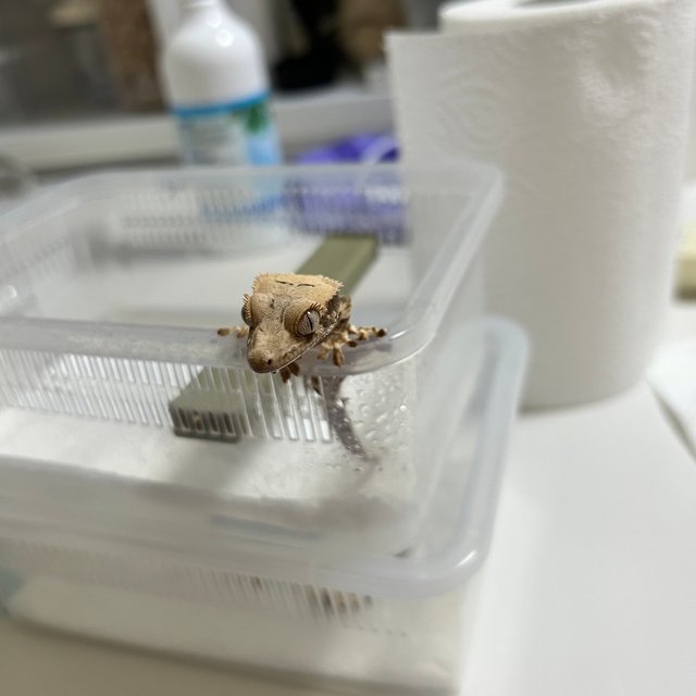 릴리100%헷아잔틱