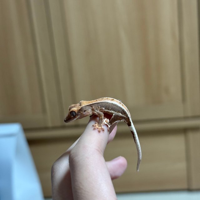 릴리100%헷아잔틱