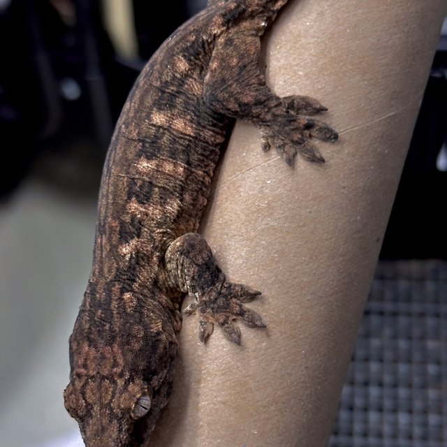 코기스 레드바 헷 멜라니스틱