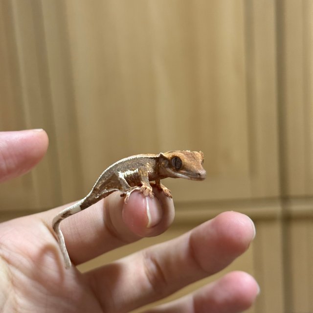 릴리100%헷아잔틱