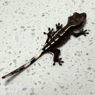 아잔틱