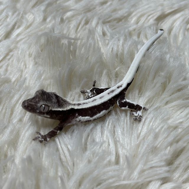 릴잔틱 슈퍼스트라이프 풀핀