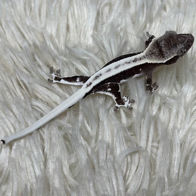 릴잔틱 슈퍼스트라이프 풀핀