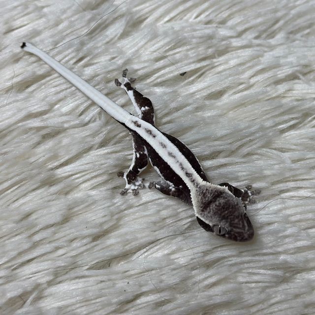 릴잔틱 슈퍼스트라이프 풀핀