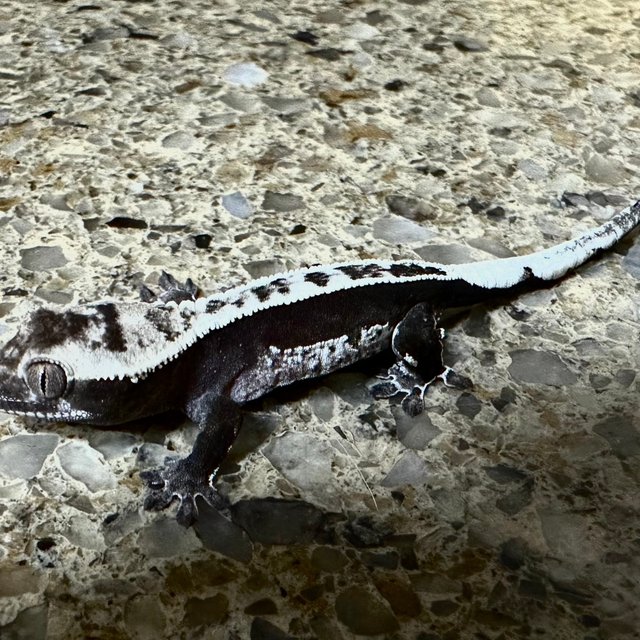 아잔틱 풀핀 쿼드