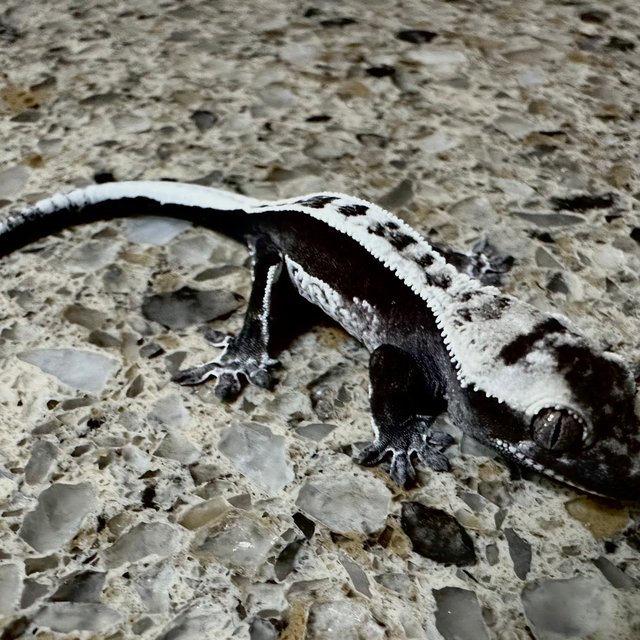 아잔틱 풀핀 쿼드