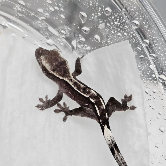 아잔틱