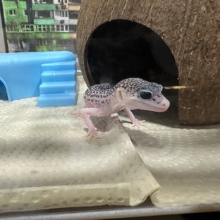 갤럭시