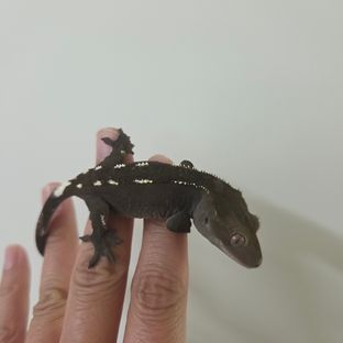 아잔틱