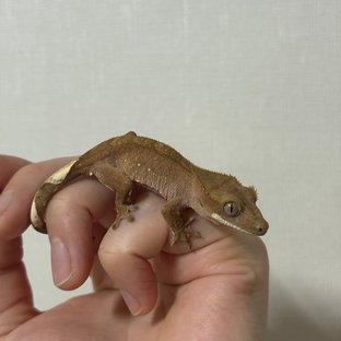 레드 바이