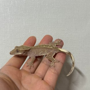 레드 바이