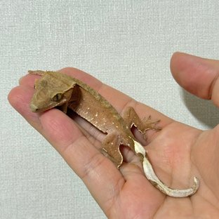 레드 바이