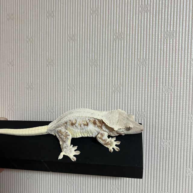 릴리화이트