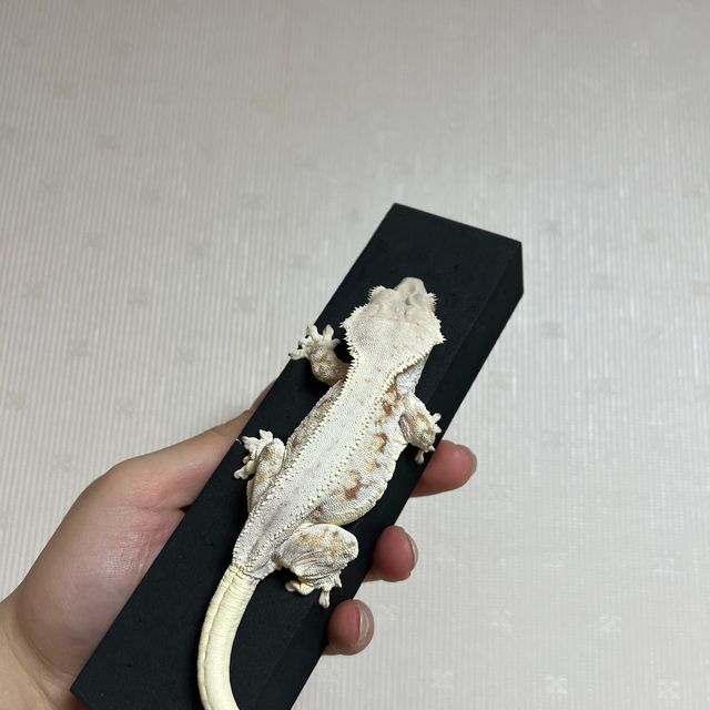릴리화이트