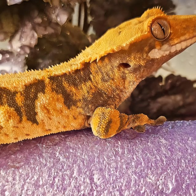 익스트림할리퀸