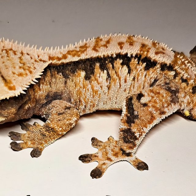 익스트림할리퀸