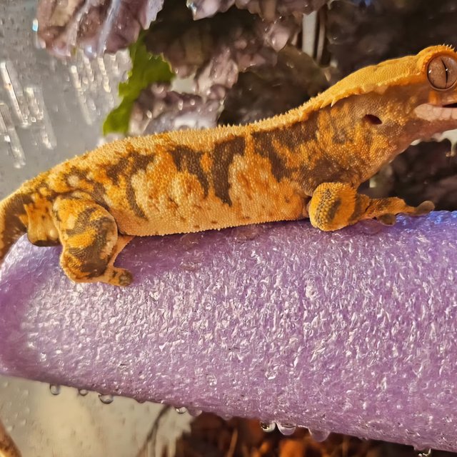 익스트림할리퀸