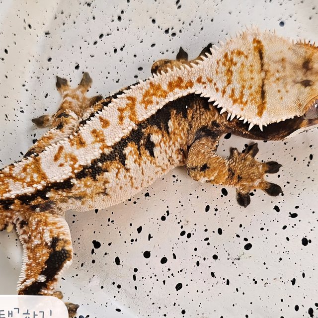 익스트림할리퀸