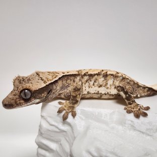 노멀 화이트스팟 익스트림할리퀸 트라이 화이트핀 드리피