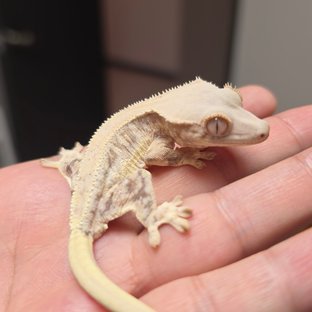 두유라떼 6