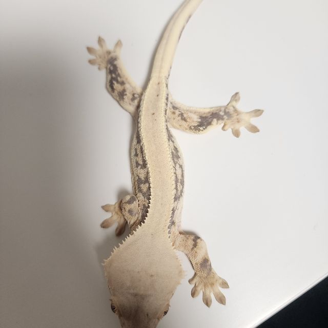 릴리화이트 풀핀 드리피