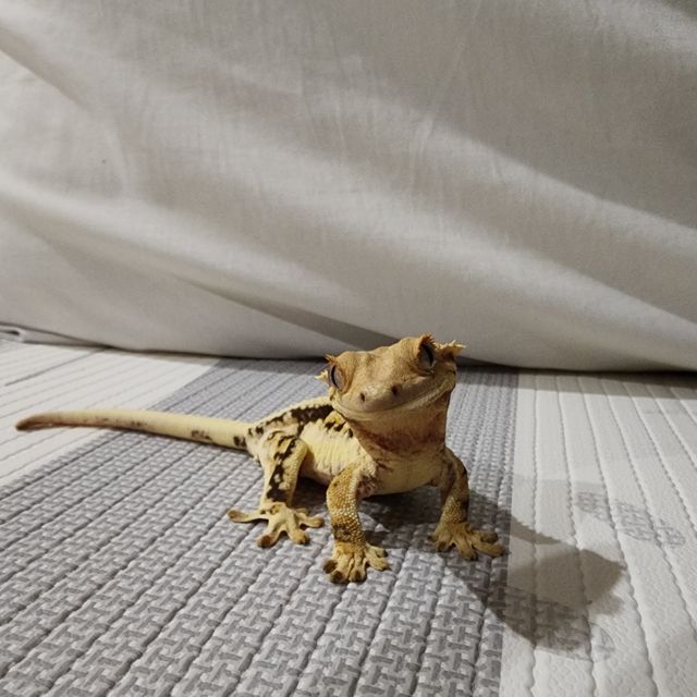 릴리화이트 풀핀 드리피