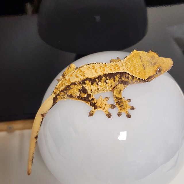 노멀 할리퀸 익스트림할리퀸 옐로우 텐저린