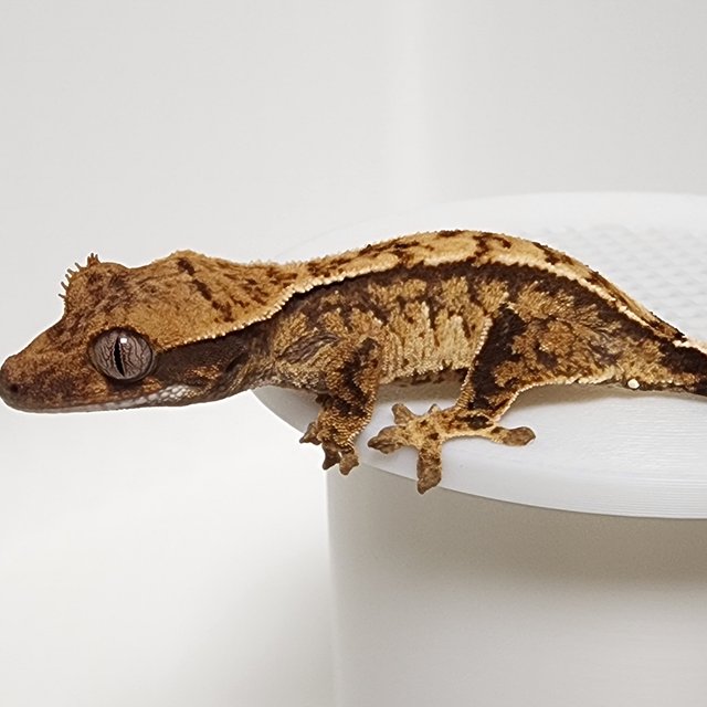 노멀 화이트스팟 트라이