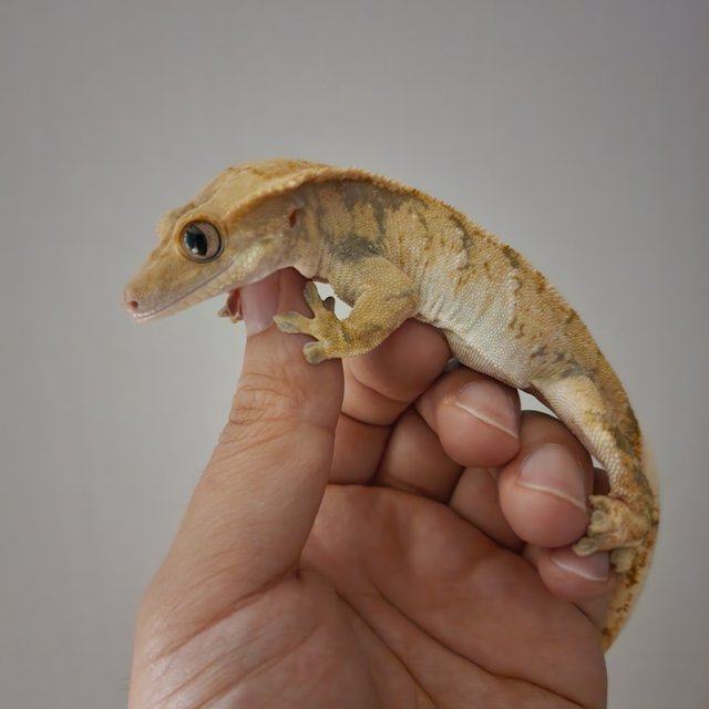 노멀 화이트스팟 트라이 익스트림할리퀸