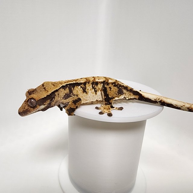 노멀 화이트스팟 트라이