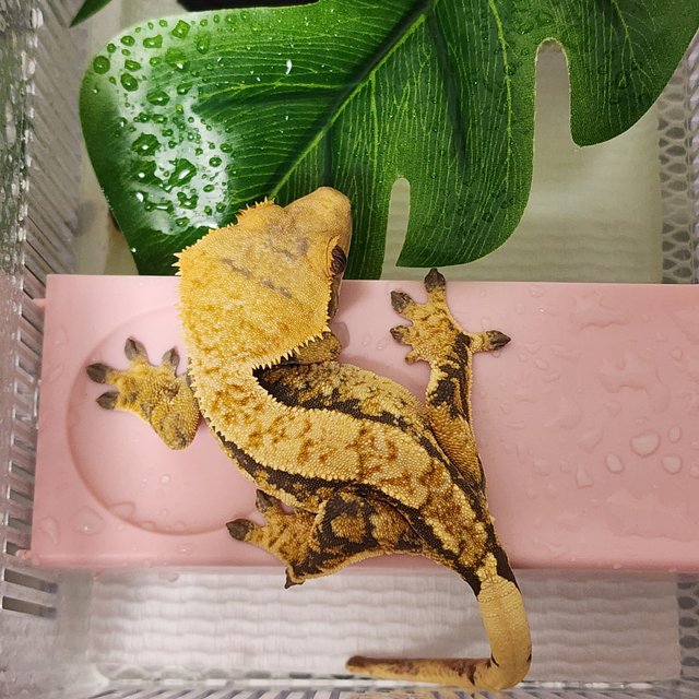 노멀 할리퀸 익스트림할리퀸 옐로우 텐저린