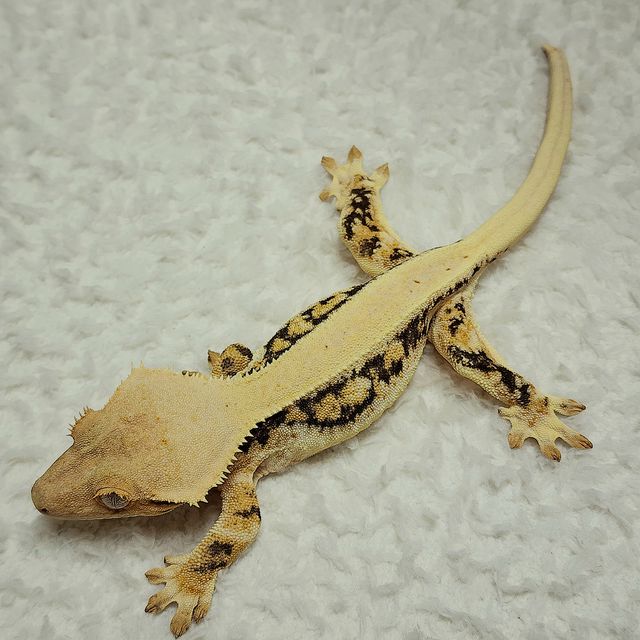 릴리화이트 풀핀 드리피