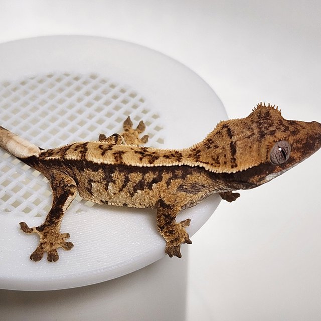 노멀 화이트스팟 트라이