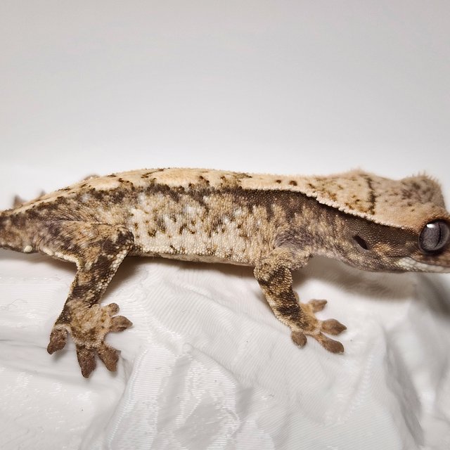 노멀 화이트스팟 익스트림할리퀸 트라이 화이트핀 드리피