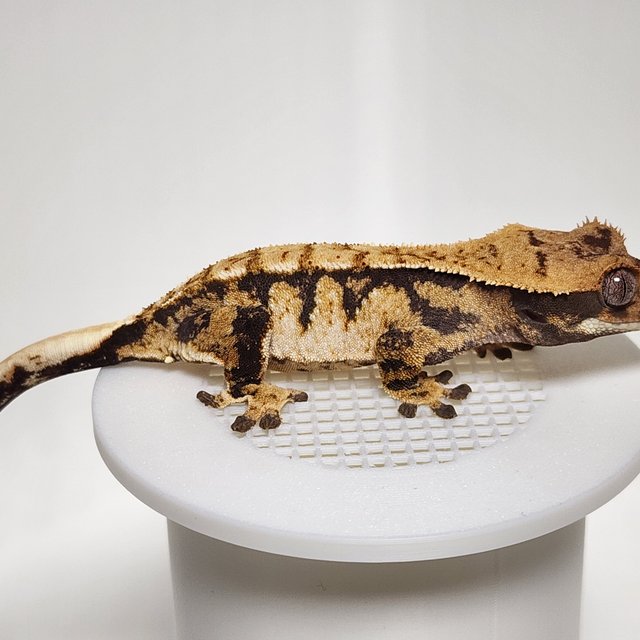 노멀 화이트스팟 트라이