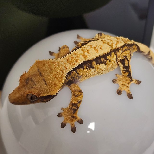 노멀 할리퀸 익스트림할리퀸 옐로우 텐저린