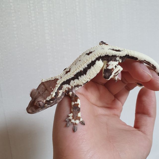 프라푸치노