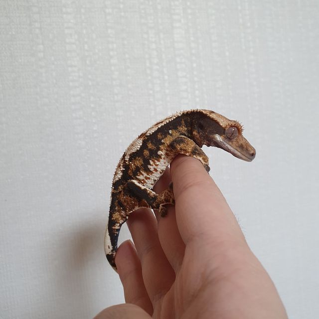 트라이 익스트림할리퀸