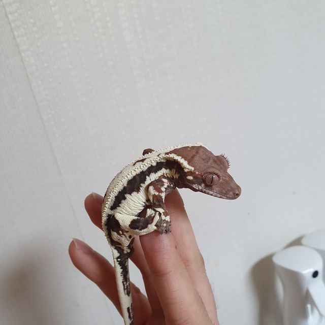 프라푸치노