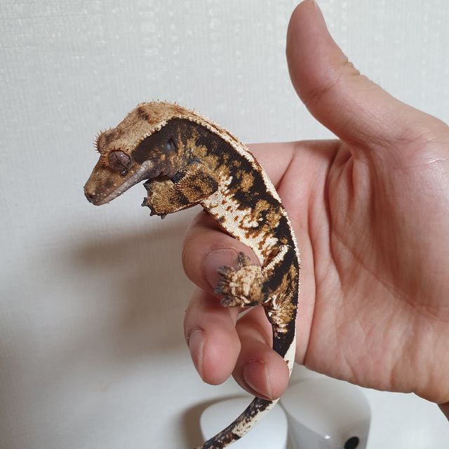 트라이 익스트림할리퀸