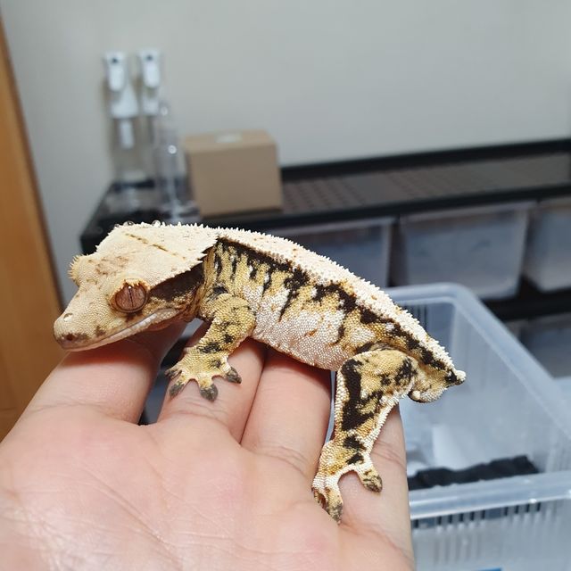 트라이 익스트림할리퀸