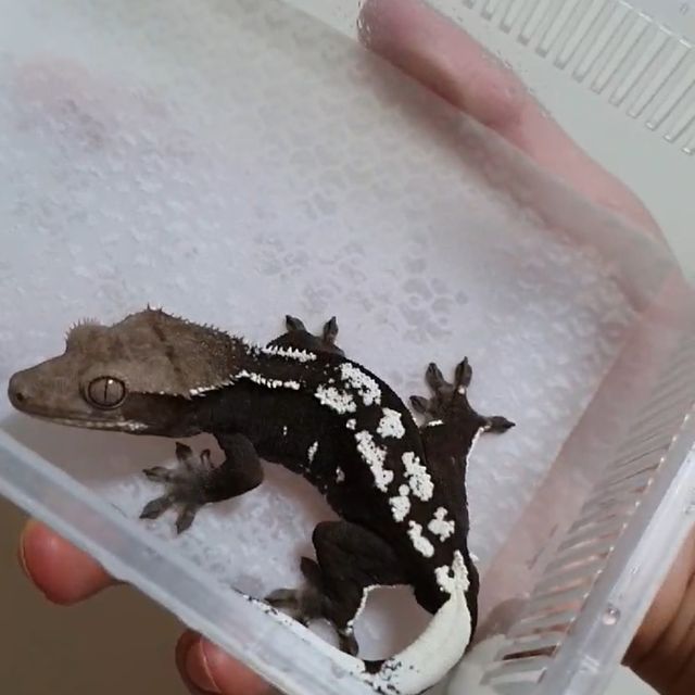 화이트포트홀 아잔틱