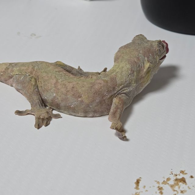 화이트카라 파인아일랜드