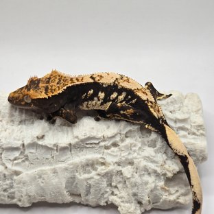 노멀 쿼드 화이트스팟 블랙 화이트