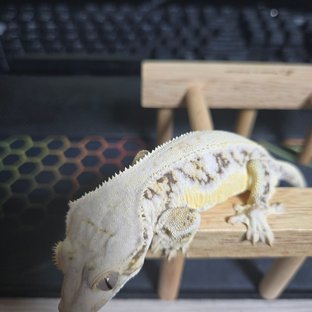 릴리화이트