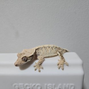 노멀 화이트 트라이 화이트스팟 드리피