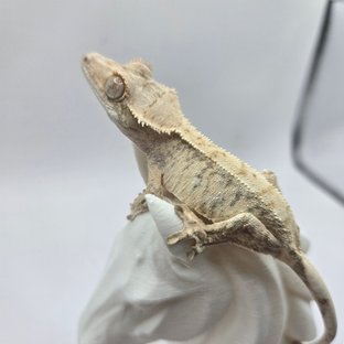 노멀 드리피 화이트 익스트림할리퀸 트라이